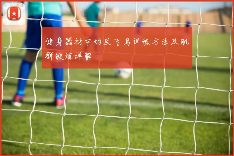 健身器材中的反飞鸟训练方法及肌群锻炼详解